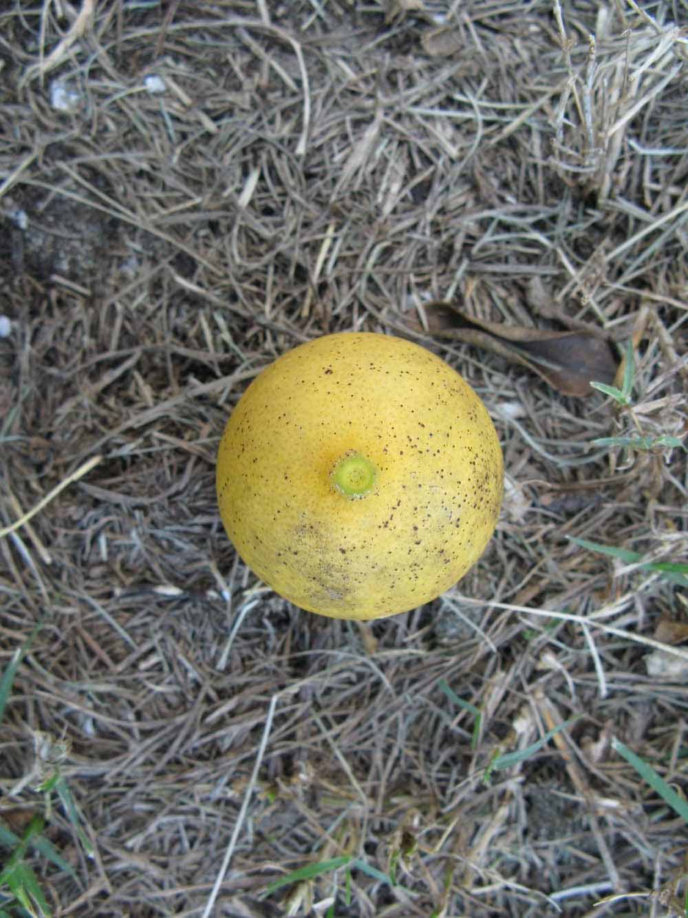              Fruit (Winter Haven, FL)       